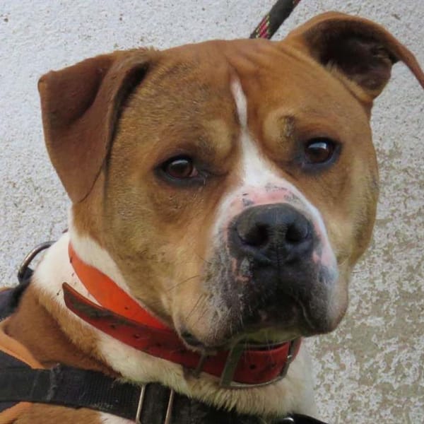 PACHA — American Staffordshire