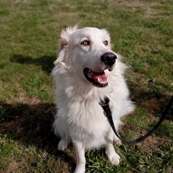 Hayden (en cours d'adoption) — Croisé / Autre