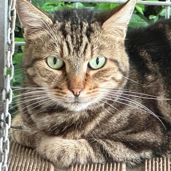 POET en SOS URGENT — Européen