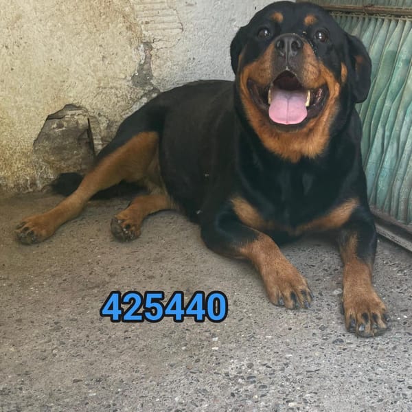 brando — Rottweiler