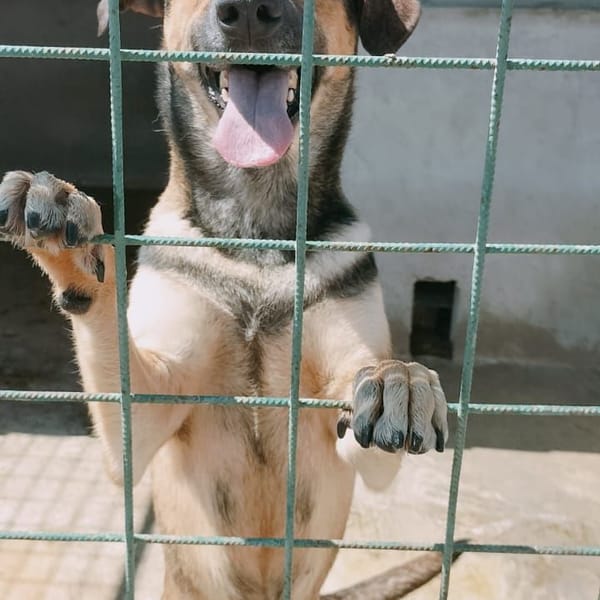 soraya — Pastore Tedesco