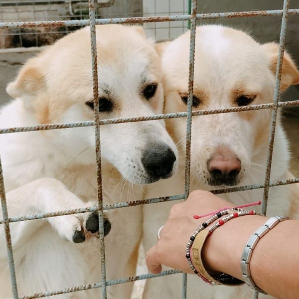 selene e serena — Akita Inu