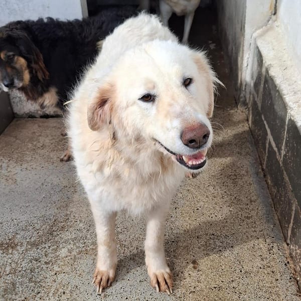 bonnie — Pastore Maremmano Abruzzese