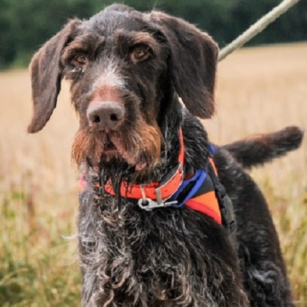 OWEN HAA24448 — Drahthaar