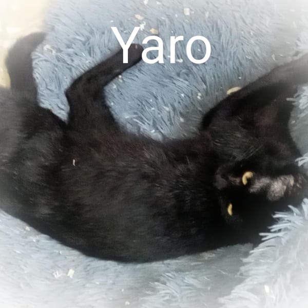 Yaro chat mâle — Unknown