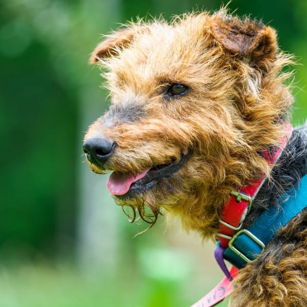 Rysio  — Terier Walijski