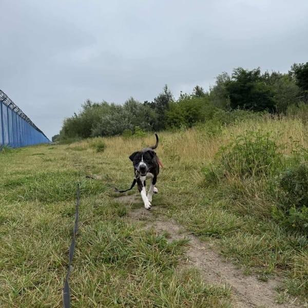 Heniek — Amstaff American Staffordshire Terrier