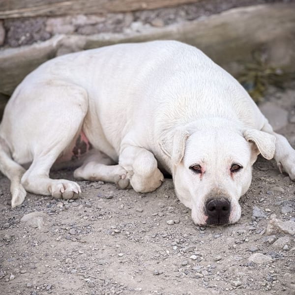 selene — Dogo Argentino