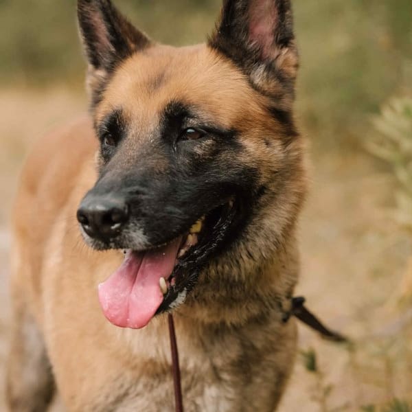 Sophie — Owczarek Belgijski