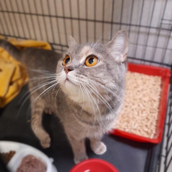 Morelka — Brytyjski