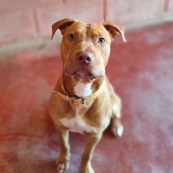 ZACKPAA22964 — Dogue