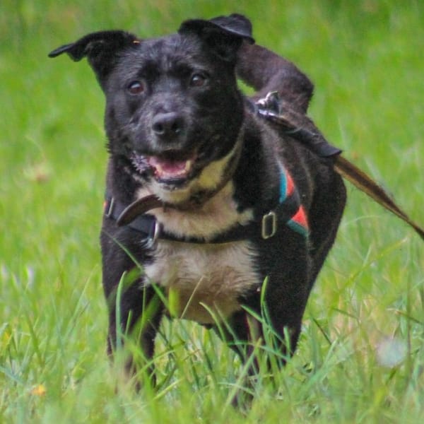 Fybie — Croisé / Autre