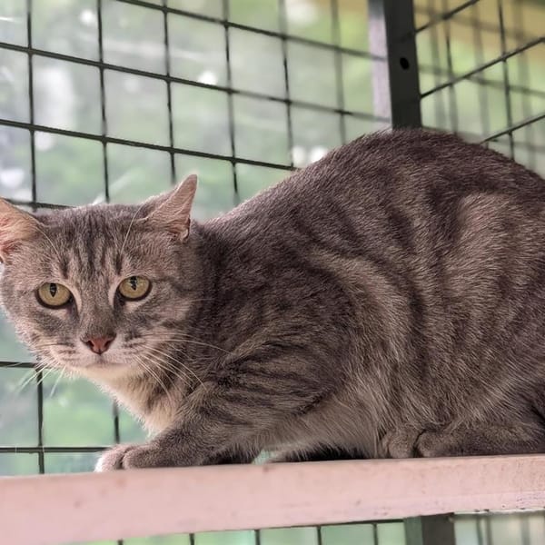 BURBERRY — Européen