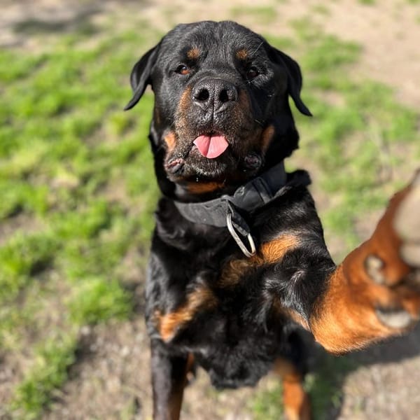 PIMPON — Rottweiler