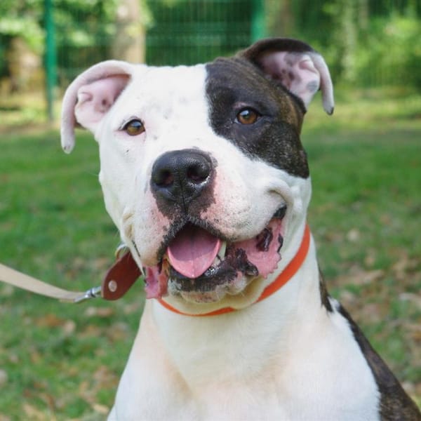 GUCCI 2 PAA22885 — Croisé / Autre