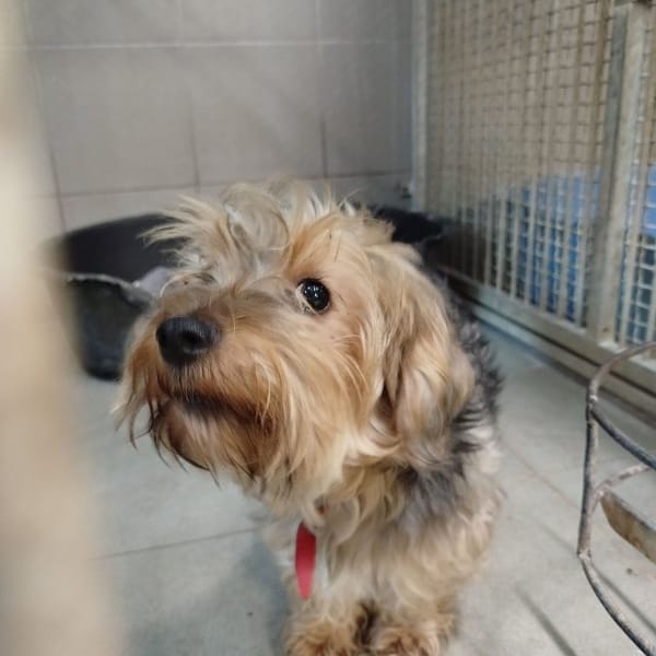 Pixel — Yorkshire Terier