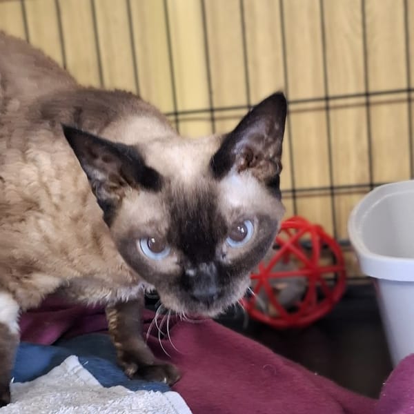 Ruby — Devon Rex