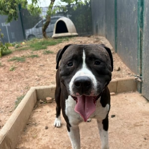 Batman — Croisé / Autre