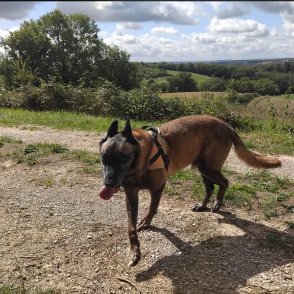 Jack — Malinois