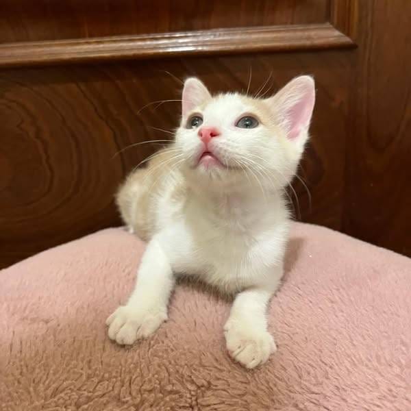 Flora — Gato Común Europeo