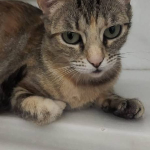 Nani — Gato Común Europeo