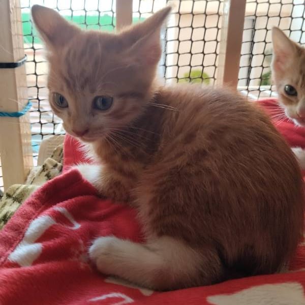 Dakar y honey — Gato Común Europeo