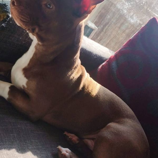 Pistacho — Cruzado