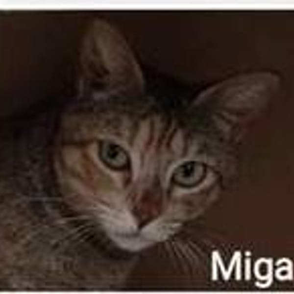 Miga — Gato Común Europeo