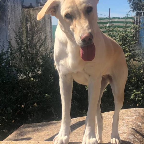 Susanita — Labrador Retriever