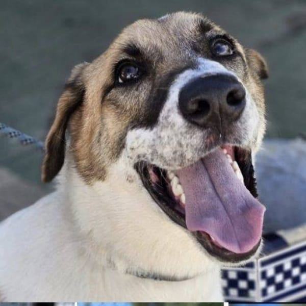 Hakan — Mastín De Los Pirineos