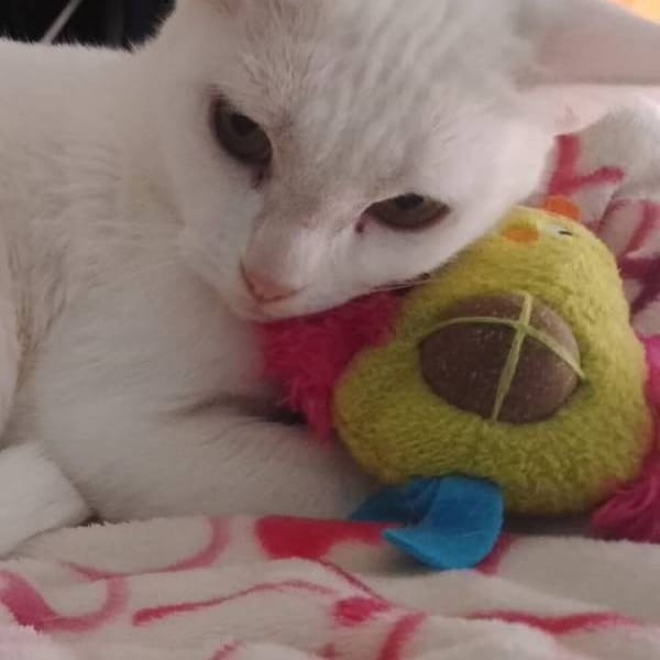 Nina — Gato Común Europeo