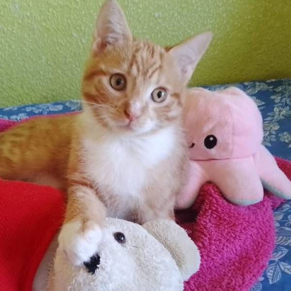 Winnie — Gato Común Europeo