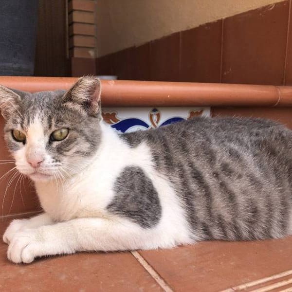 Olivia — Gato Común Europeo