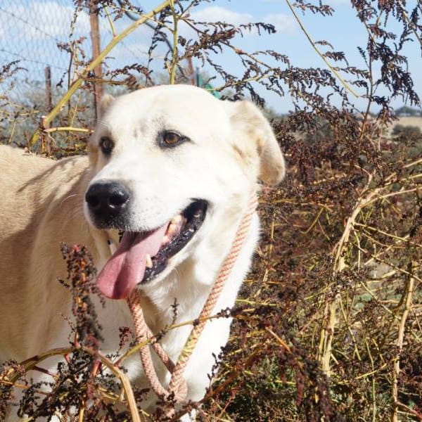 Dalí — Mastín Español