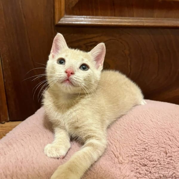 Musa — Gato Común Europeo