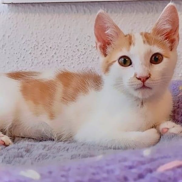 LIMONCHELO — Gato Común Europeo