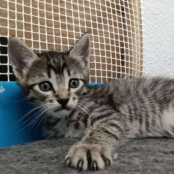 RAYO — Gato Común Europeo