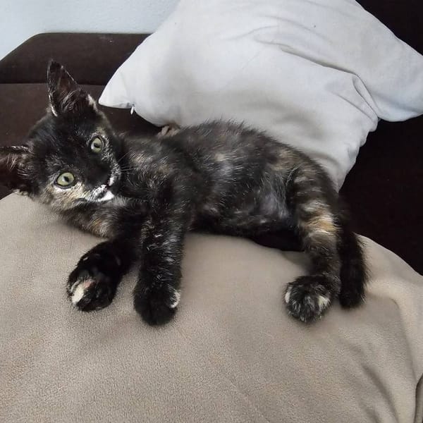 MOLLY — Gato Común Europeo