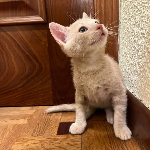 Bloom — Gato Común Europeo