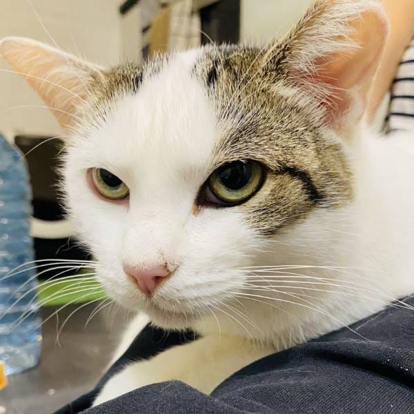 Jerry — Gato Común Europeo