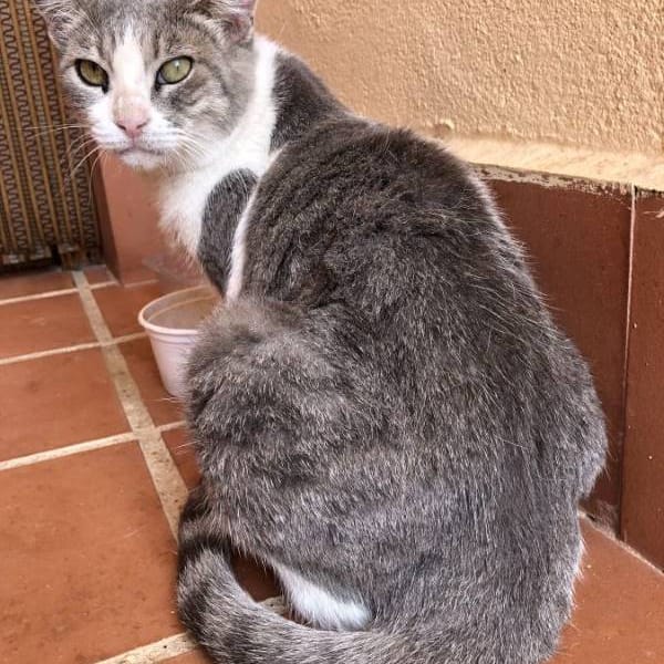 Olivia — Gato Común Europeo