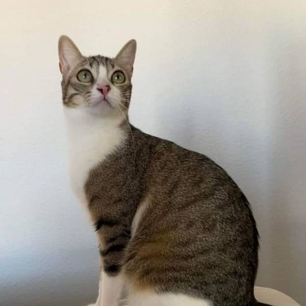 Bety — Gato Común Europeo