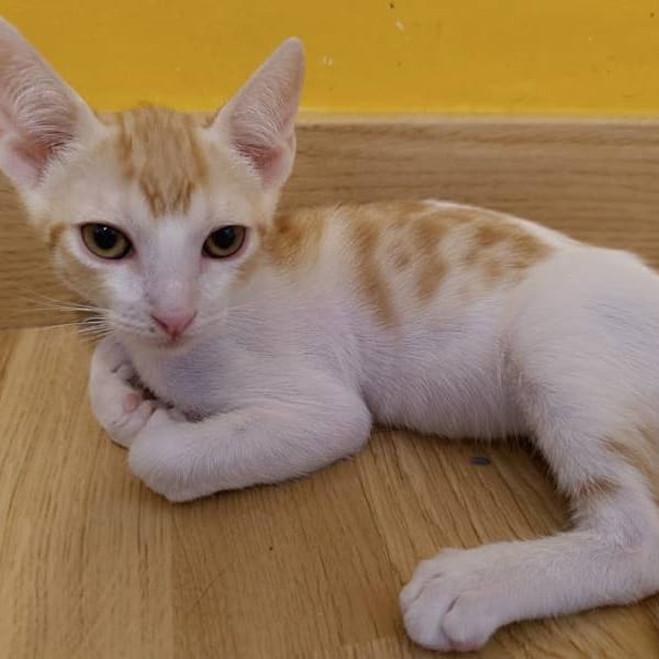 Lian — Gato Común Europeo