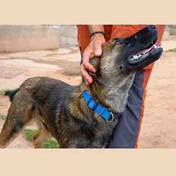 Nambo — Pastor Alemán