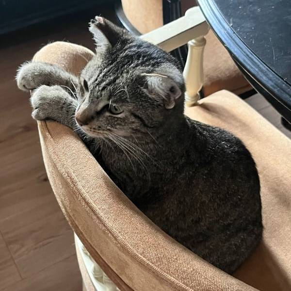 Nora — Gato Común Europeo