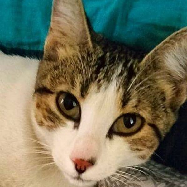 Dafne — Gato Común Europeo