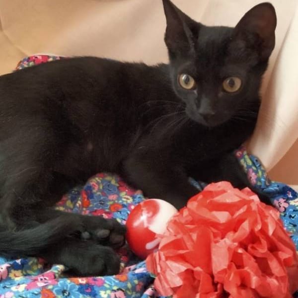 Themis — Gato Común Europeo