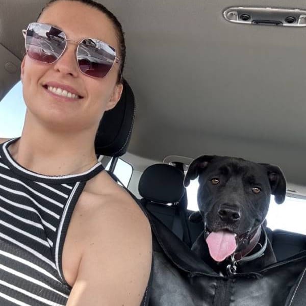 Romeo — Labrador Retriever