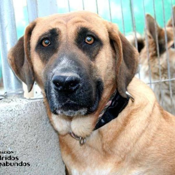 Mara — Mastín Español