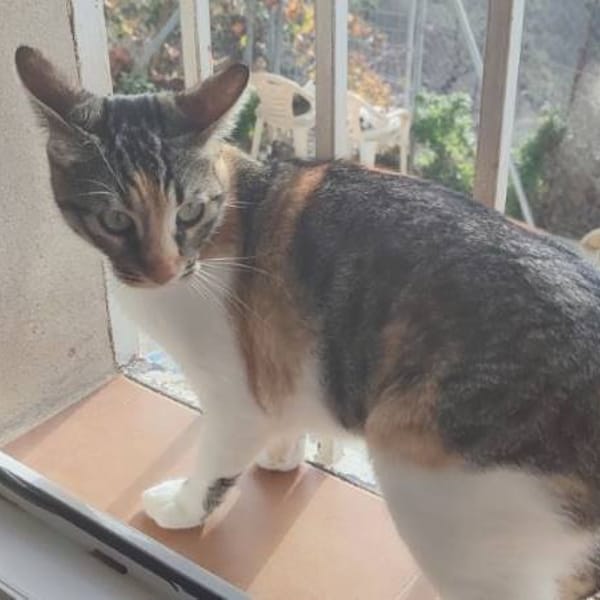 Noeliam — Gato Común Europeo